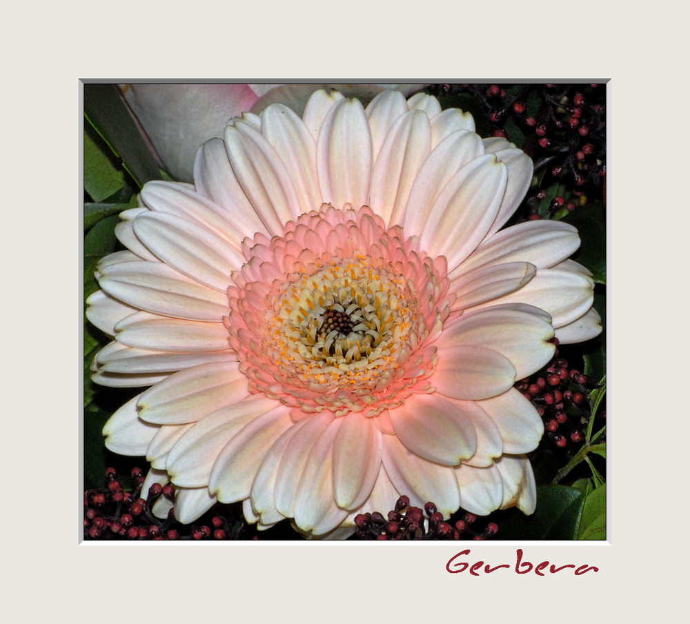 Gerbera im Bouquet