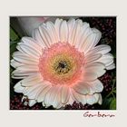 Gerbera im Bouquet