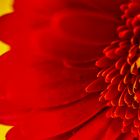 Gerbera im Detail