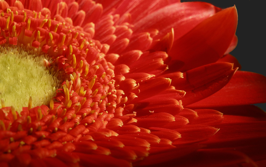 Gerbera im Detail