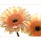 Gerbera im Duett