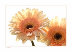 Gerbera im Duett