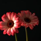 *** gerbera im duett ***