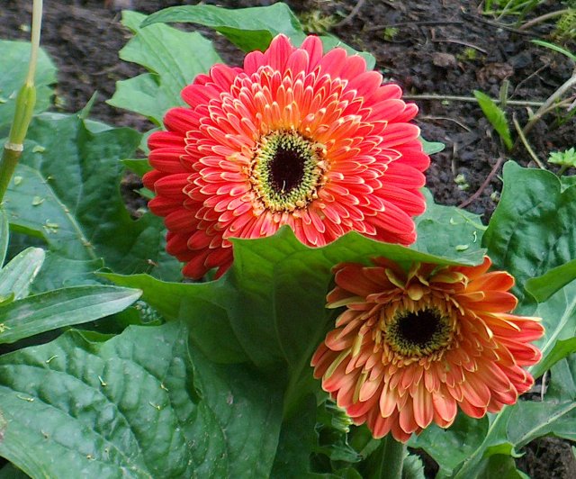 Gerbera im Garten Foto & Bild pflanzen, pilze & flechten, blüten