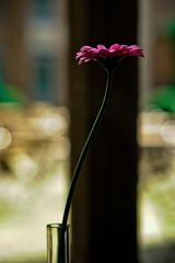 Gerbera im Gegenlicht