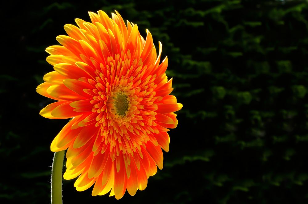 Gerbera im Gegenlicht