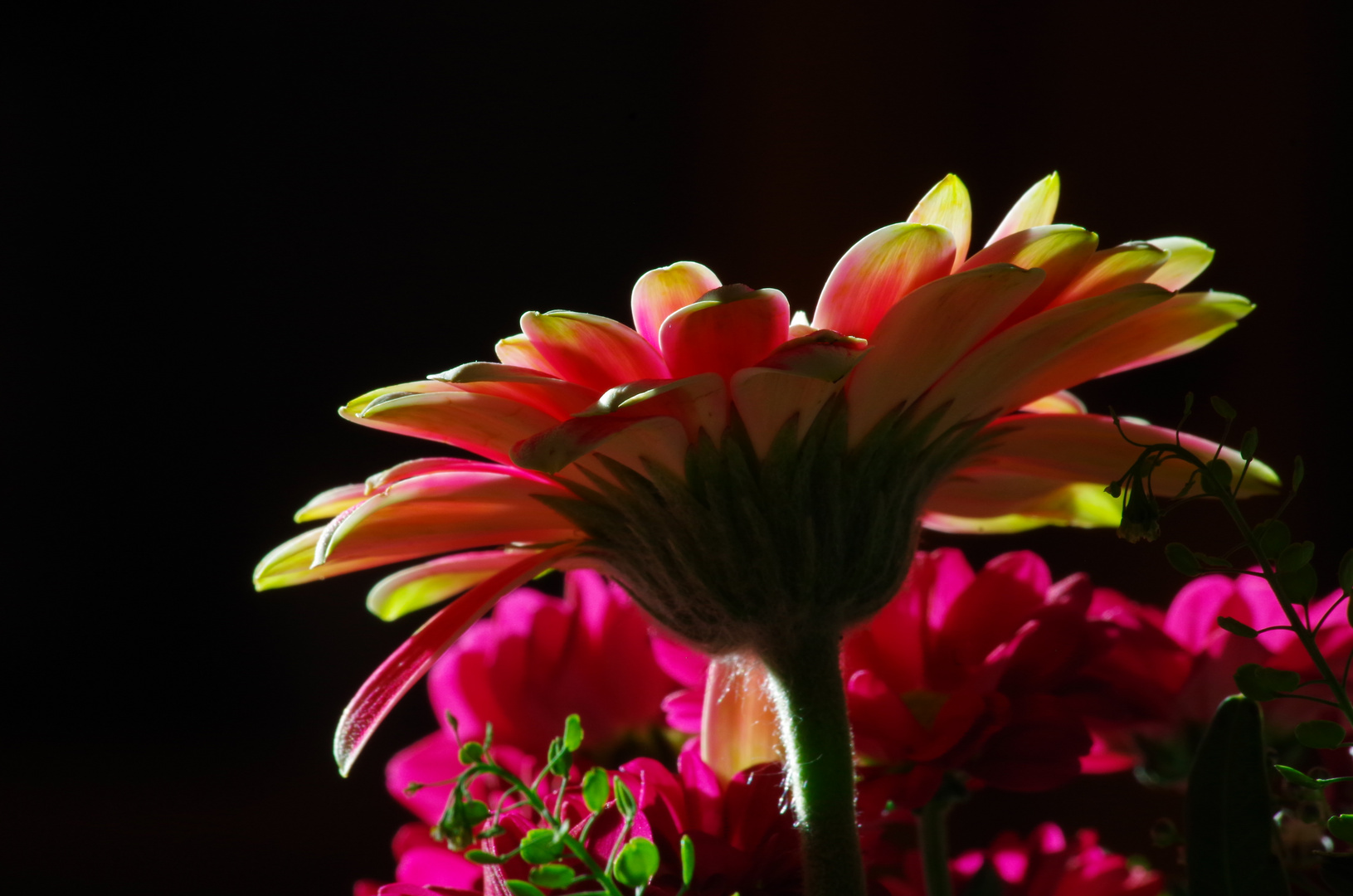 "Gerbera im Gegenlicht"