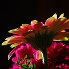 "Gerbera im Gegenlicht"