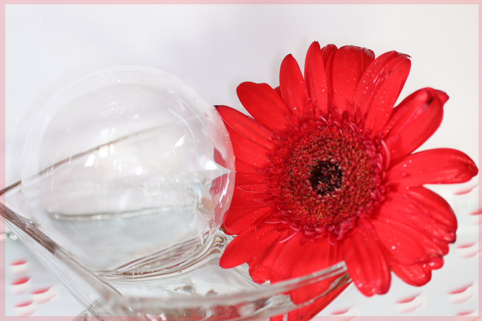 Gerbera im Glas 