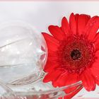 Gerbera im Glas 