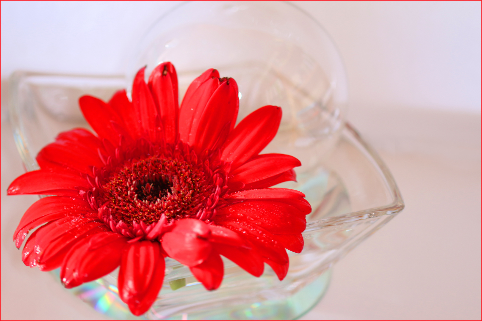 Gerbera im Glas