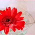 Gerbera im Glas