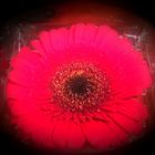 gerbera im glas