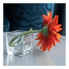 Gerbera im Glas