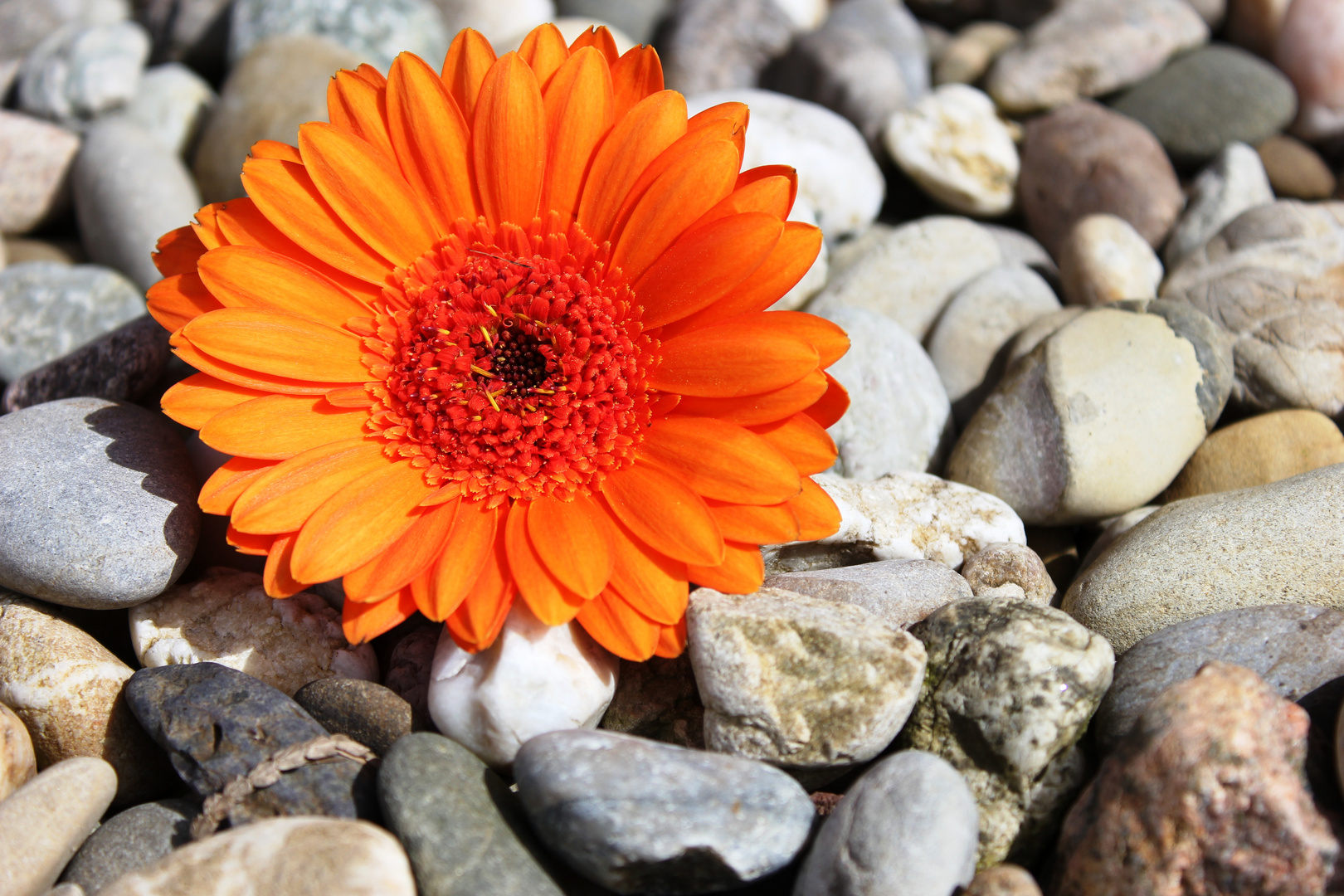 Gerbera im Kiesbett