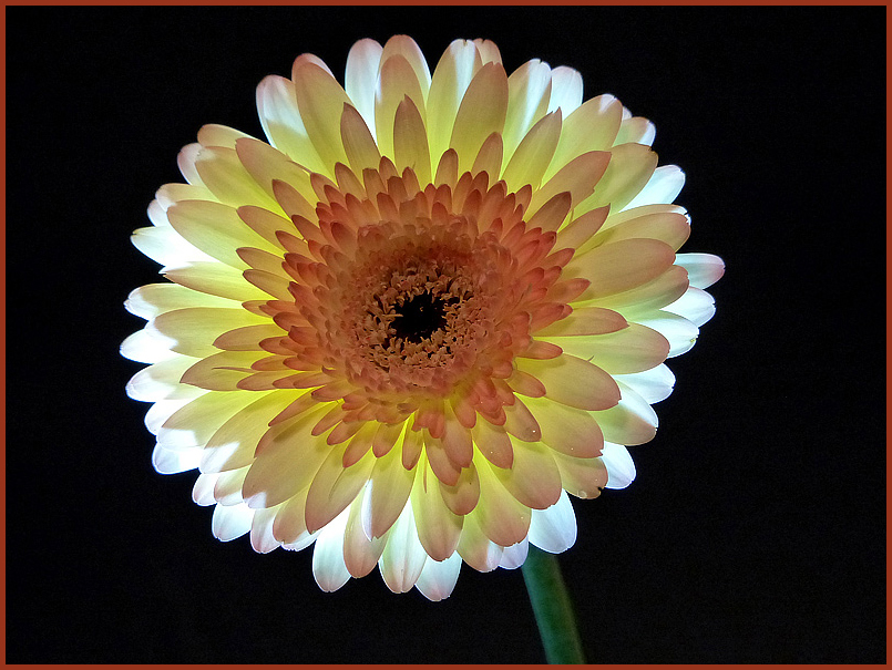 Gerbera im Licht