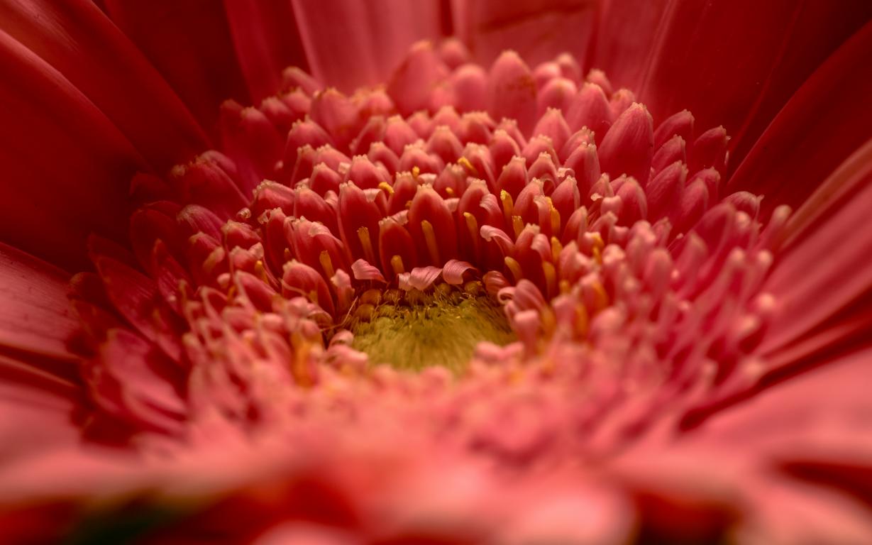 Gerbera im Mittelpunkt