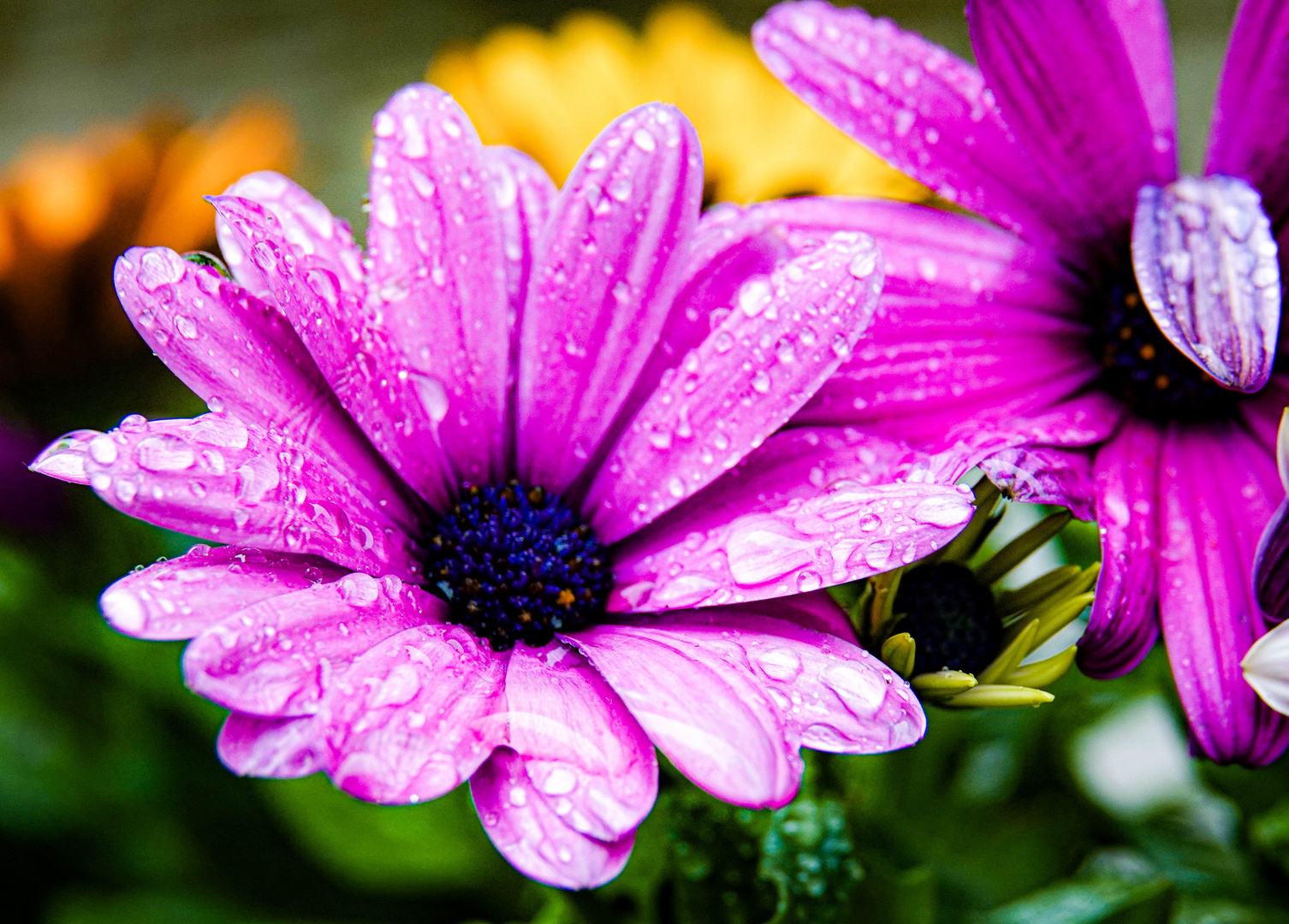 Gerbera im Regen