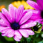 Gerbera im Regen