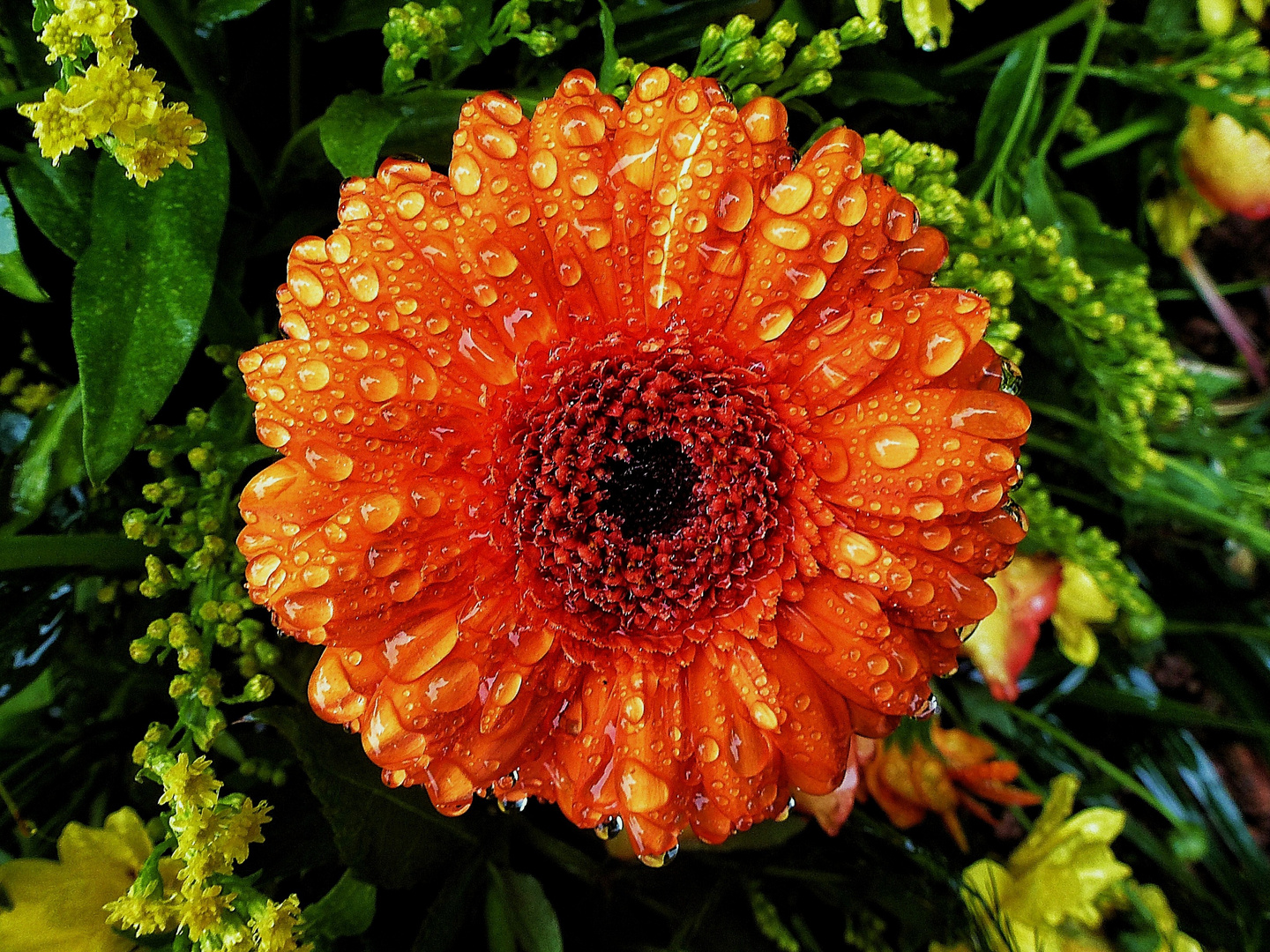 Gerbera im Regen