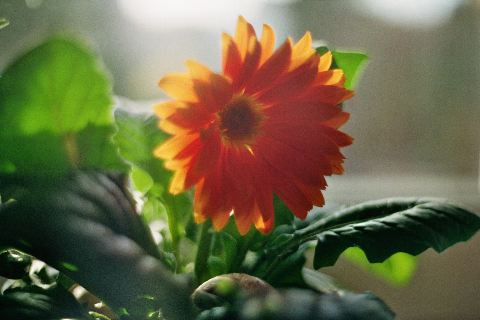 | Gerbera im Sonnenlicht |