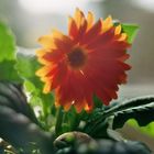 | Gerbera im Sonnenlicht |