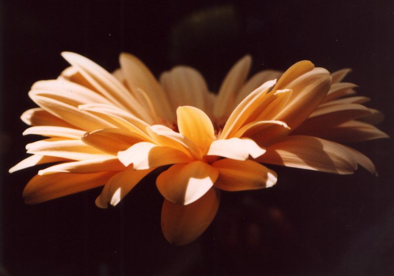 Gerbera im Sonnenlicht