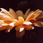 Gerbera im Sonnenlicht