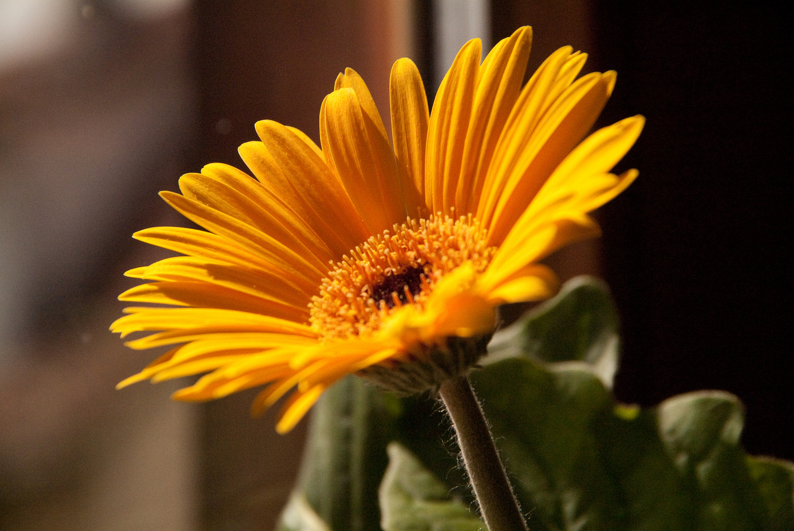 Gerbera im Sonnenschein