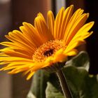 Gerbera im Sonnenschein