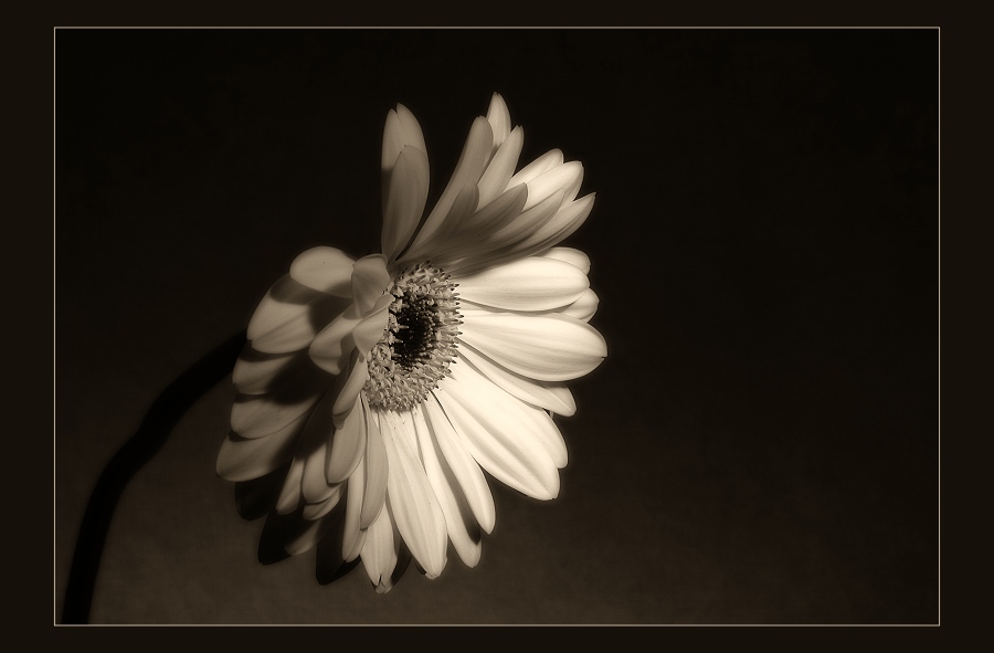 Gerbera im Streiflicht