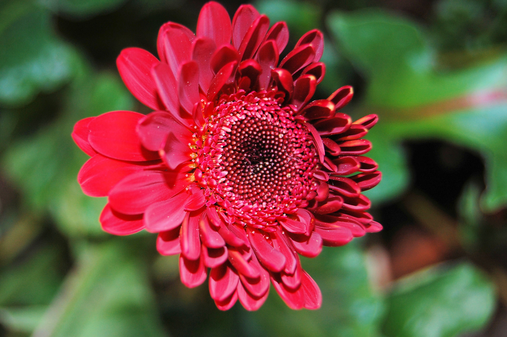 Gerbera im zarten Alter