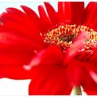 Gerbera Impression