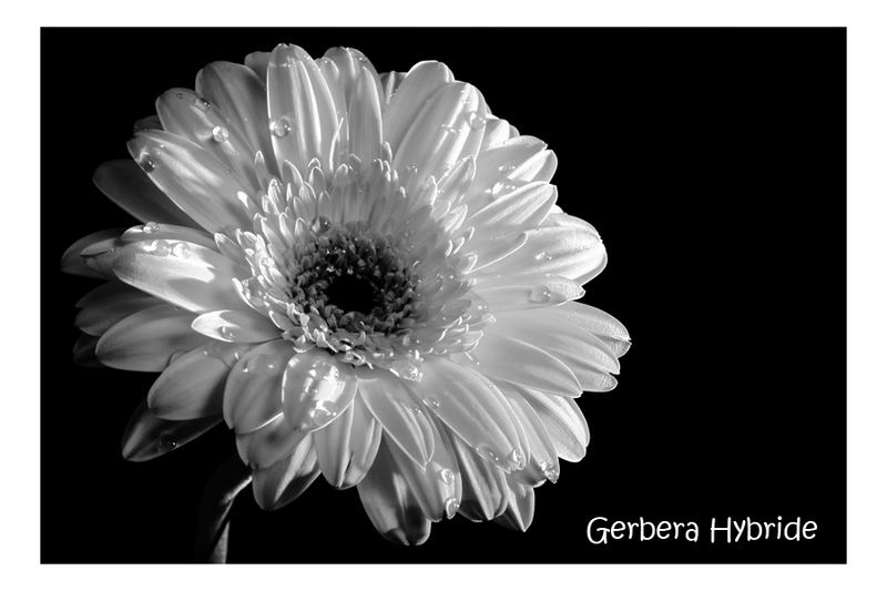 Gerbera in black and withe