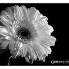 Gerbera in black and withe