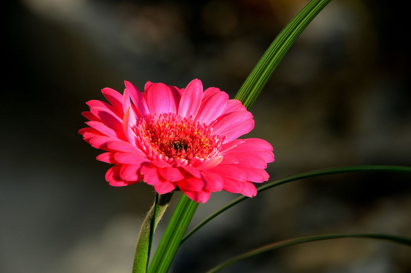 Gerbera in Blütenpracht