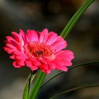 Gerbera in Blütenpracht