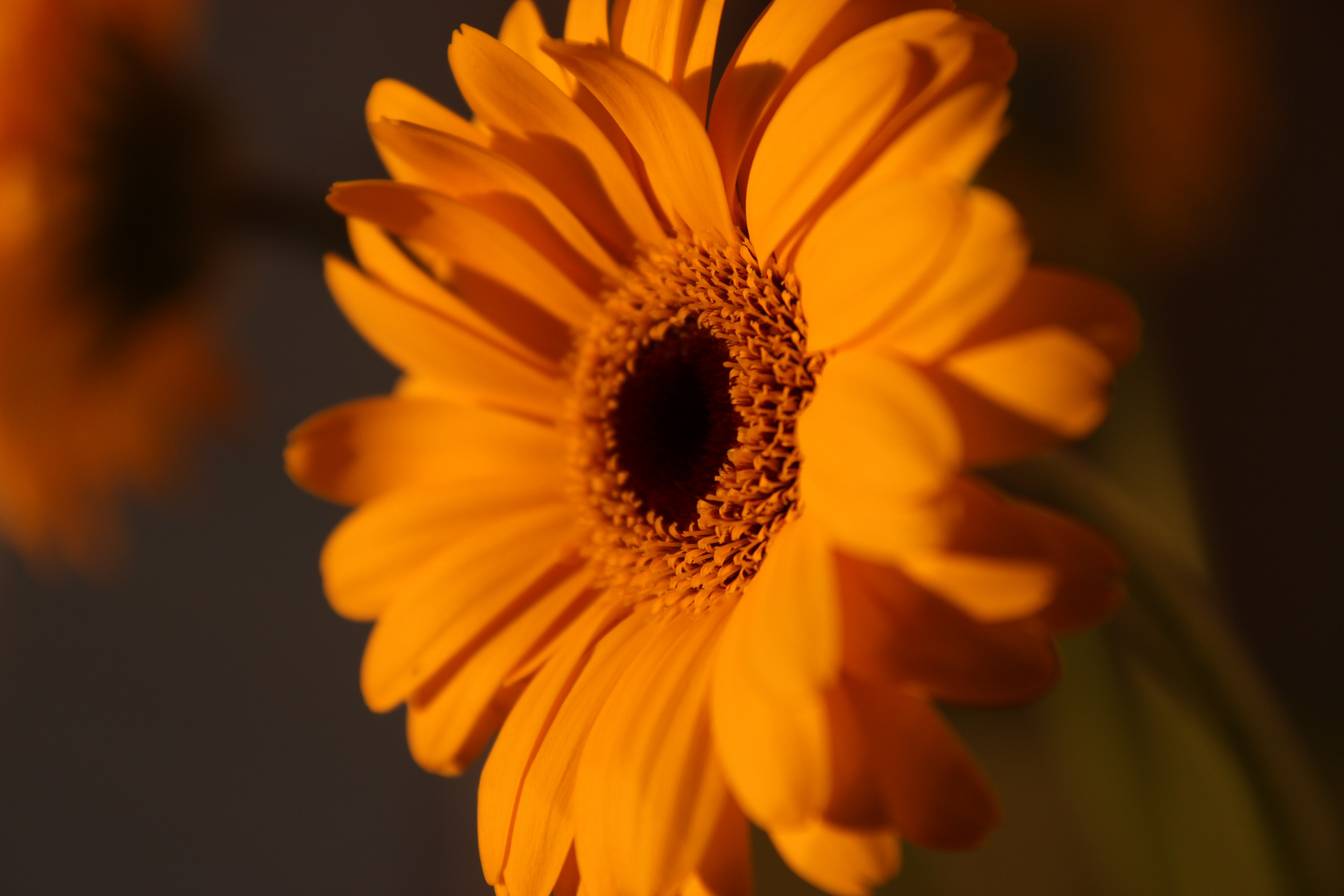 Gerbera in der Abendsonne