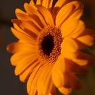 Gerbera in der Abendsonne