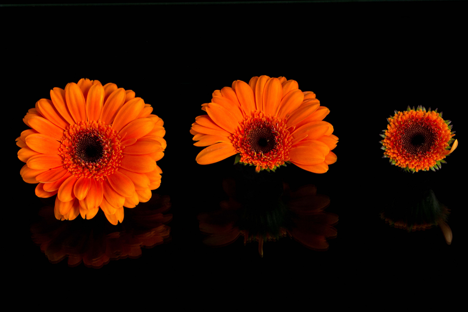 Gerbera in der Mauser