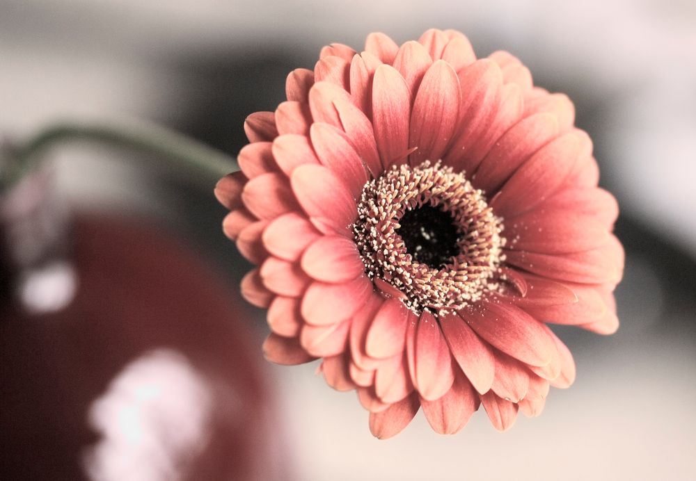 Gerbera in der Vase