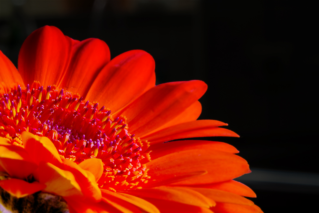 Gerbera in Farbe