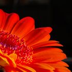 Gerbera in Farbe