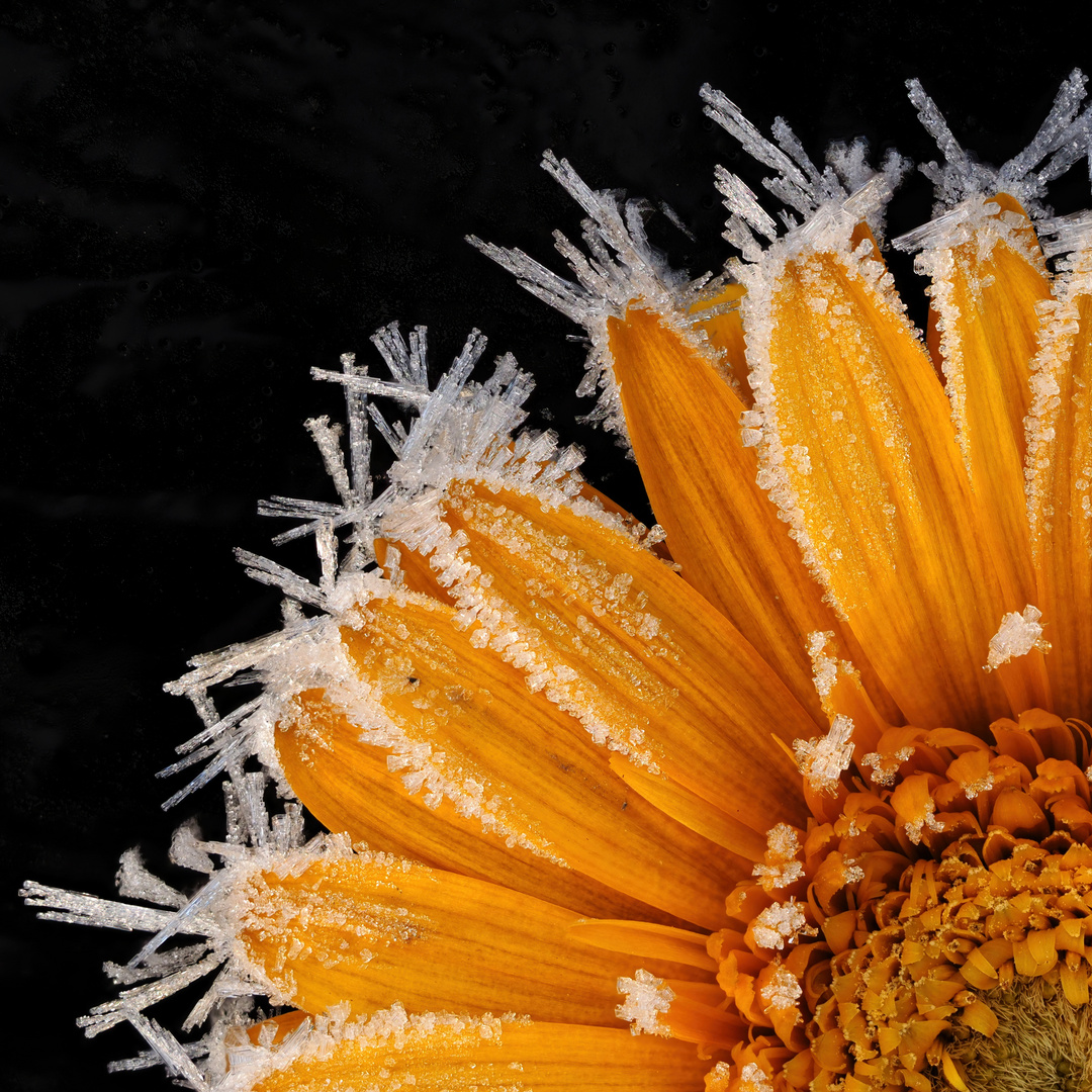 Gerbera in ice