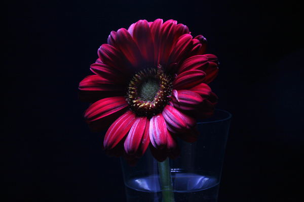 gerbera in lighting painting