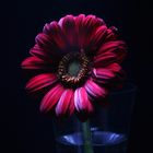 gerbera in lighting painting