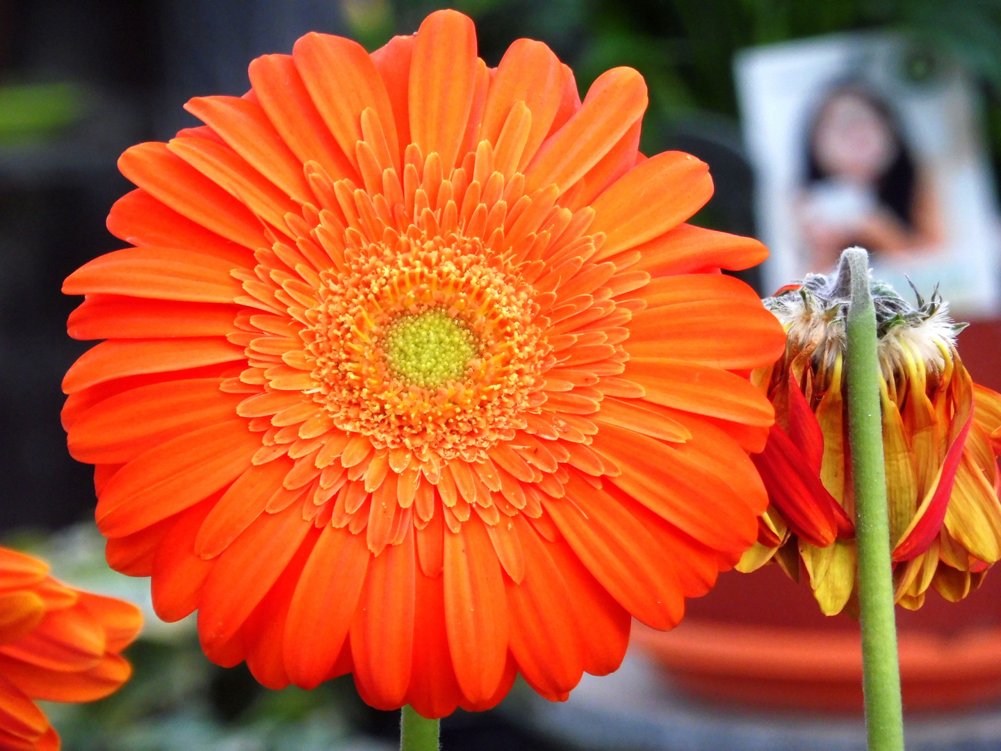 Gerbera in orange