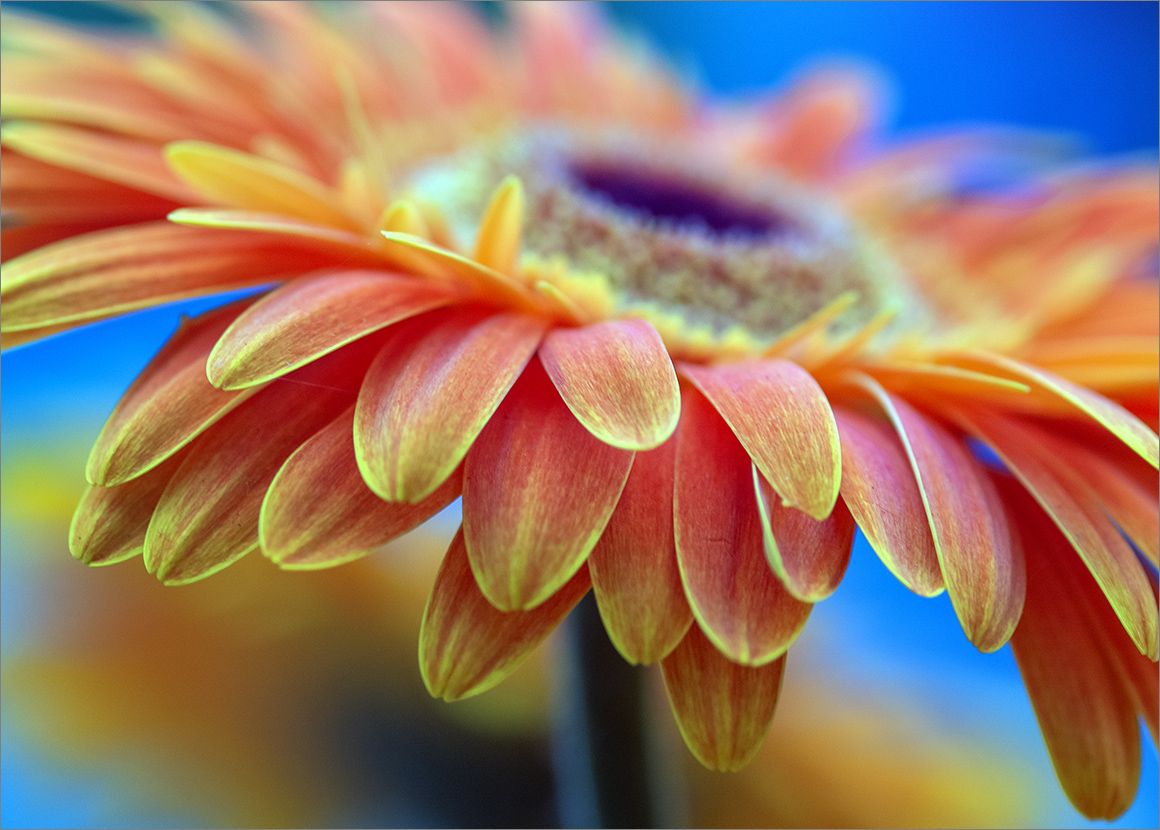 Gerbera in orange