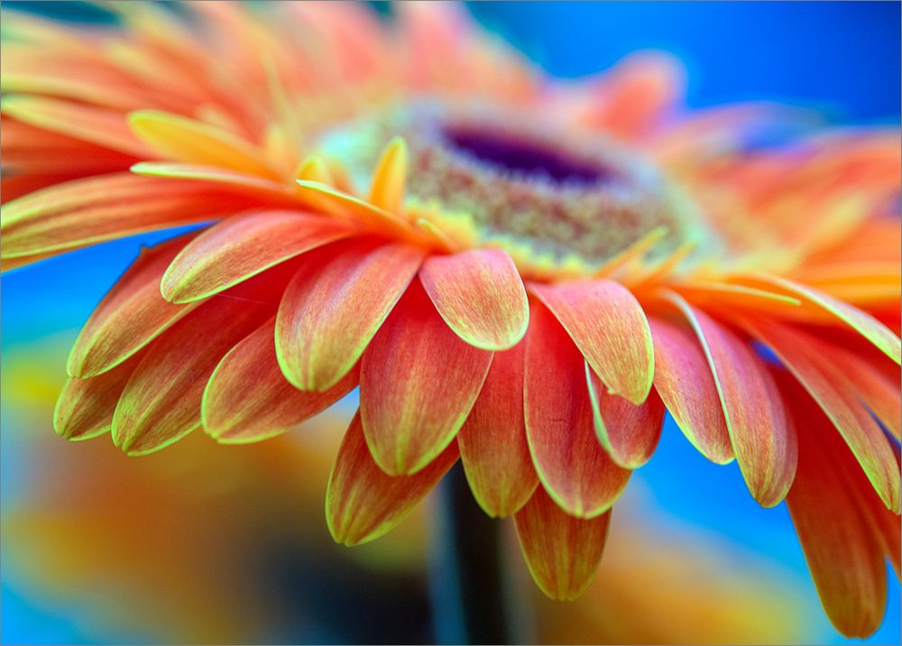 Gerbera in orange