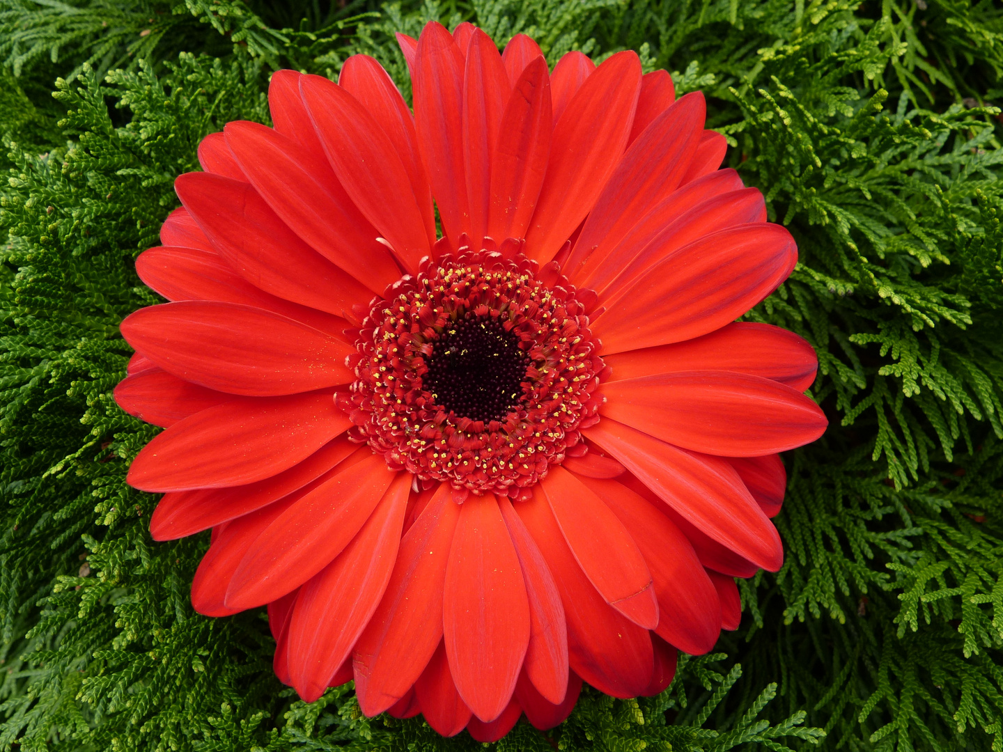 Gerbera in orange